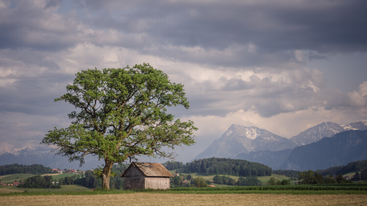 Ich war kürzlich auf einem Spaziergang im Gürbetal, als ich bei diesem Baum vorbei kam, den ich meinem letzten Post im Februar porträtiert hatte. Damals hatte er noch keine Blätter.
Ich muss sagen, mir gefällt er im Sommerkleid auch sehr gut!